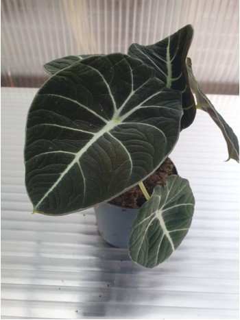 Alocasia Black Velvet Alocasia Black Velvet